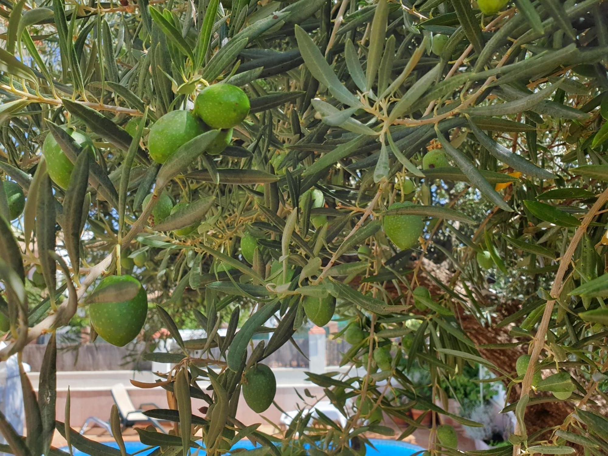 Alojamiento El Olivo Ronda Cameră foto